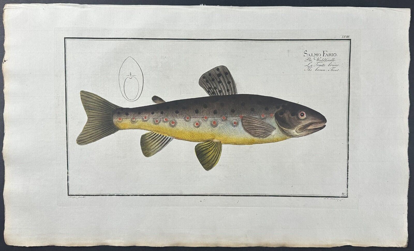 Bloch- Trout – Salmo Fario. 23 - 1785 Hand-colored Fish Engraving
