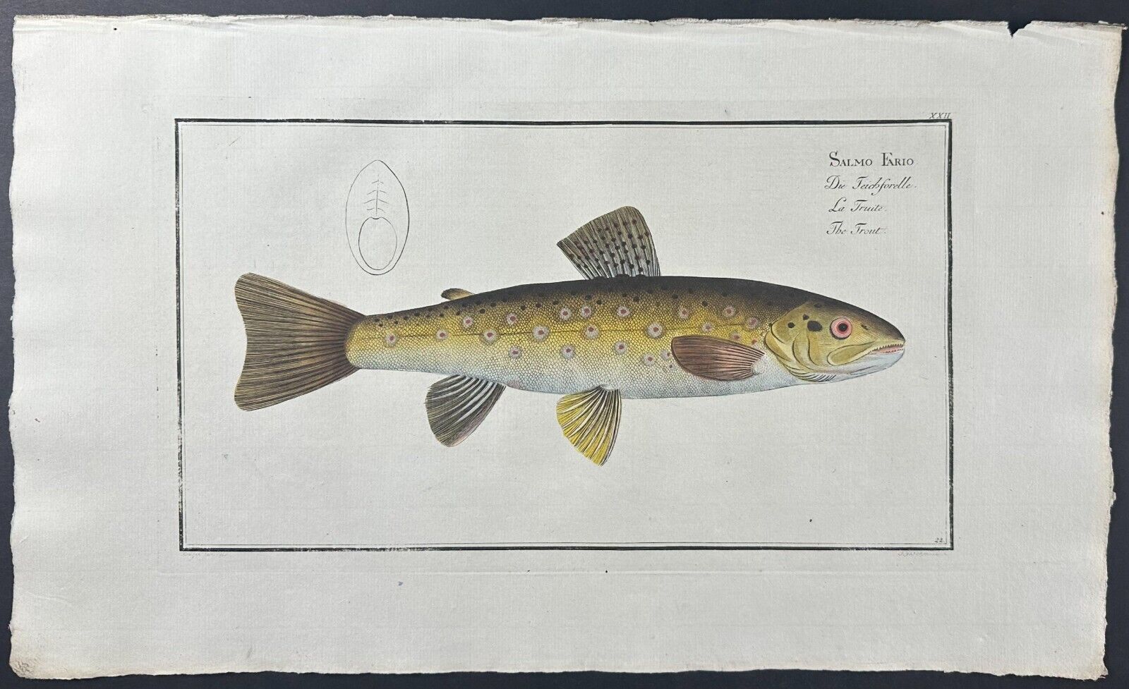 Bloch- Trout – Salmo Fario. 22 - 1785 Hand-colored Fish Engraving