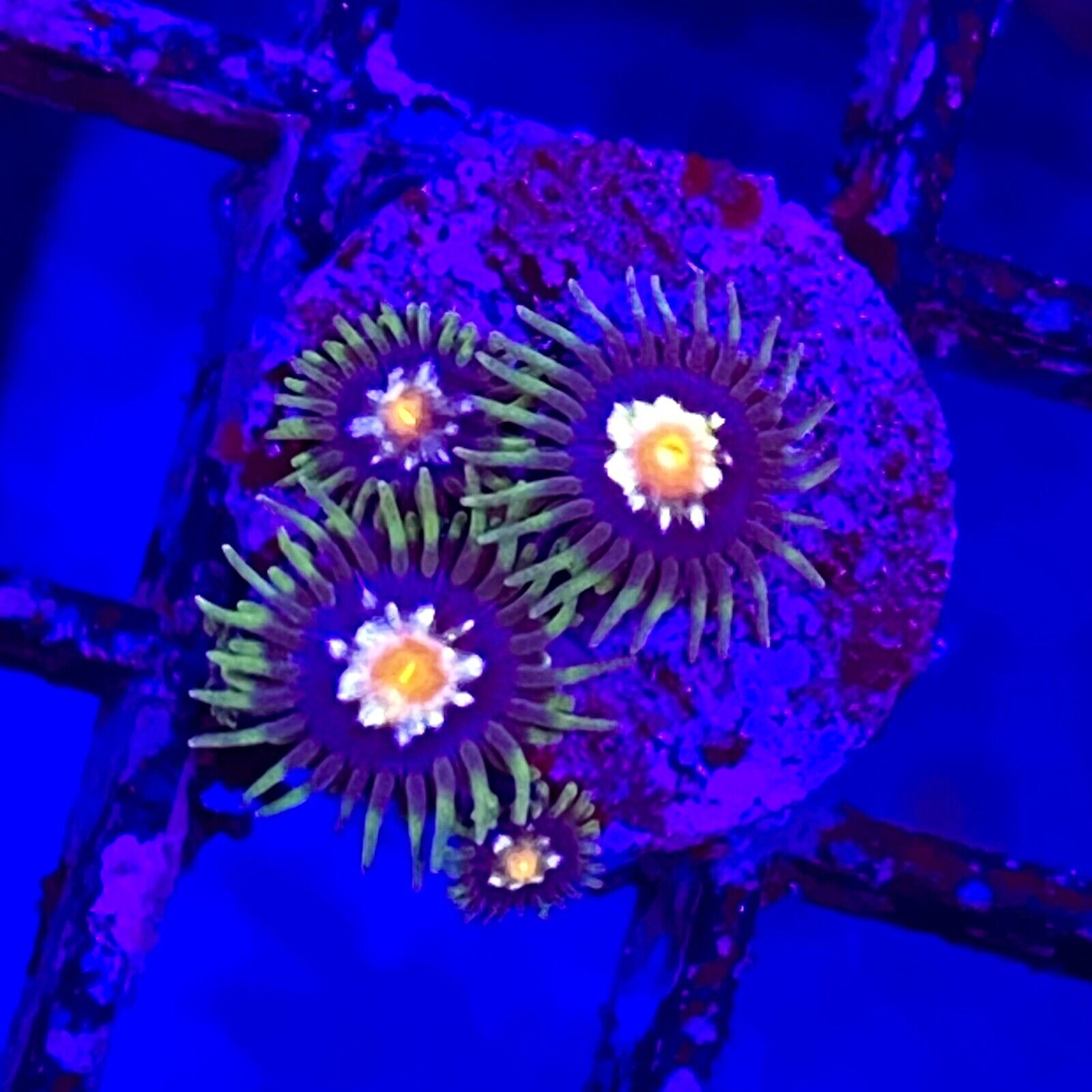 Live Coral Frag Absolutely Fish Naturals Stargazer Zoanthid WYSIWYG