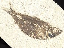 50 Million Year Old Knightia ALTA FISH Fossil with Stand Wyoming 529gr picture