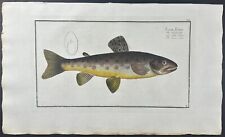 Bloch- Trout – Salmo Fario. 23 - 1785 Hand-colored Fish Engraving picture