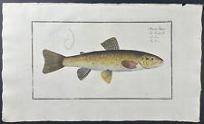 Bloch- Trout – Salmo Fario. 22 - 1785 Hand-colored Fish Engraving picture