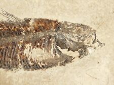 Visible SCALES 50 Million Year Old Knightia FISH Fossil w/ Stand Wyoming 463gr picture